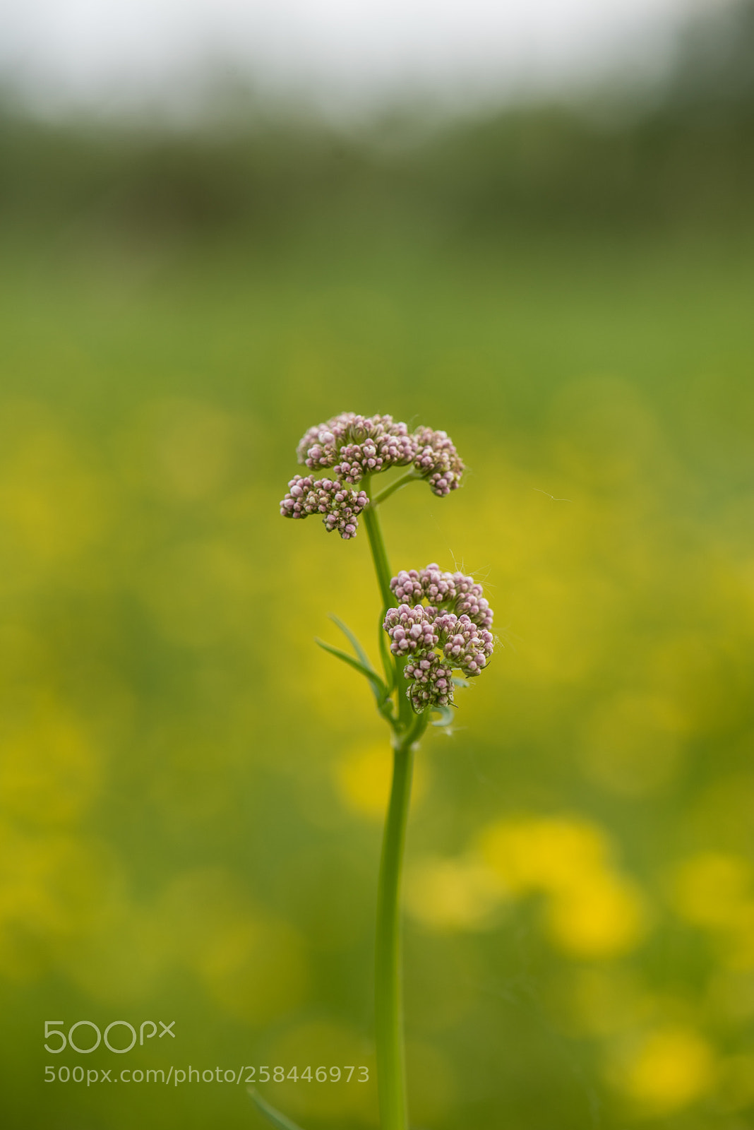 Nikon D750 sample photo. A breath of spring photography