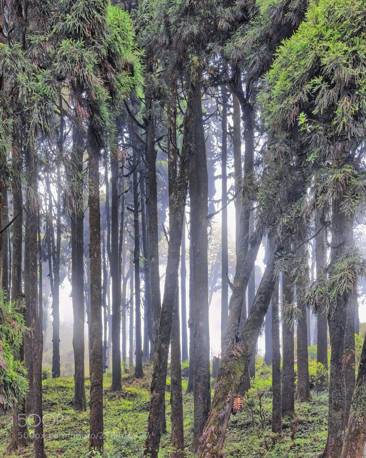 Nikon D750 sample photo. Pines photography