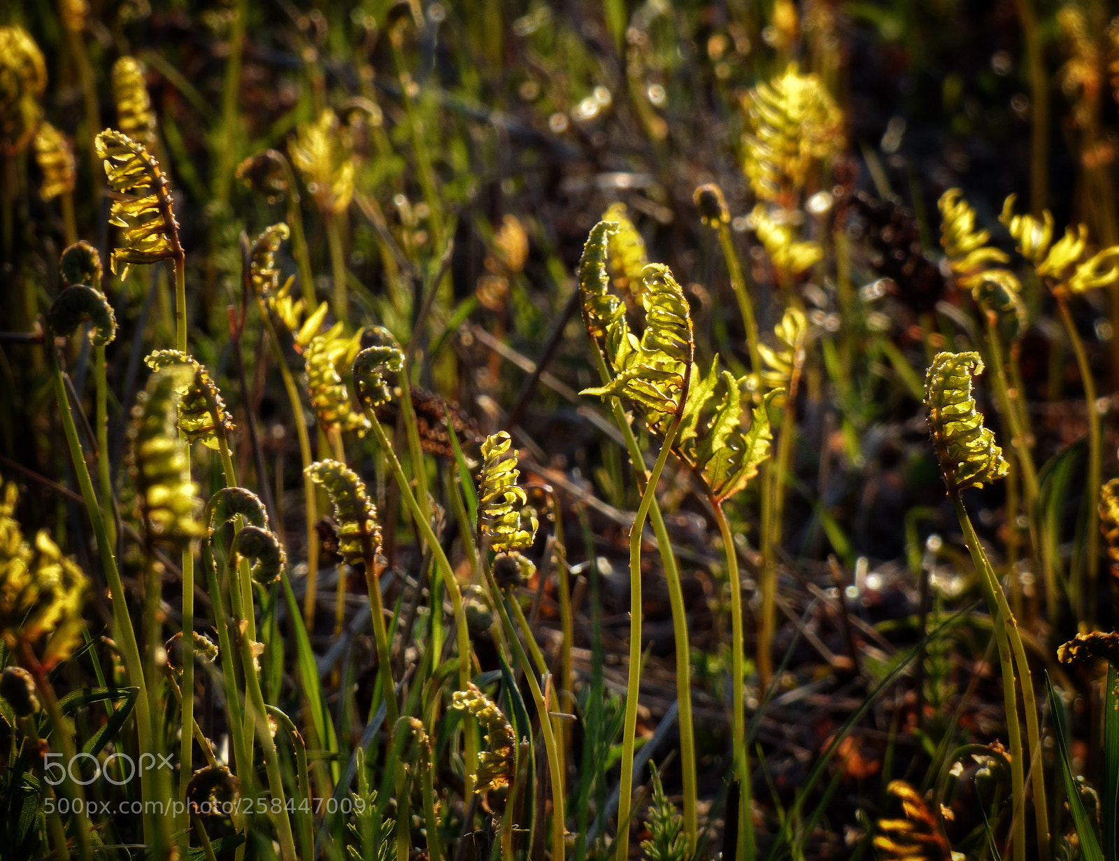 Panasonic Lumix DMC-FZ70 sample photo. Ferns unfurling photography