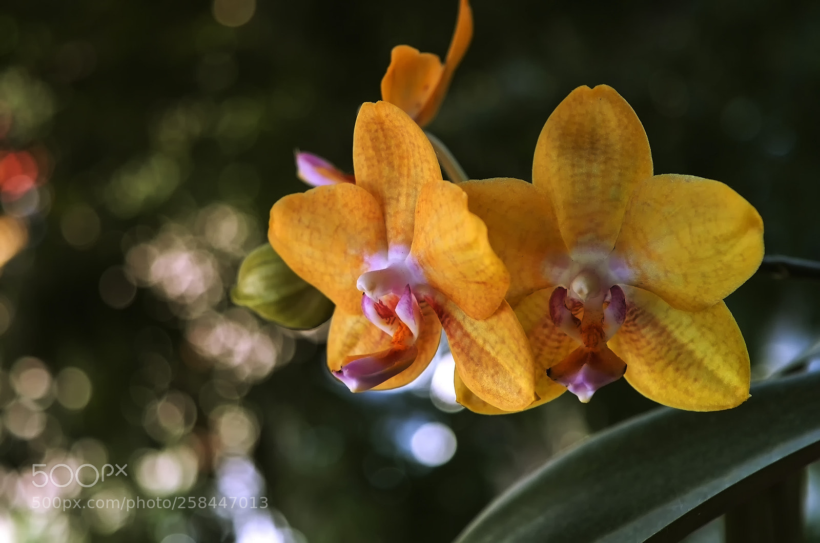 Nikon D7000 sample photo. Orchid photography