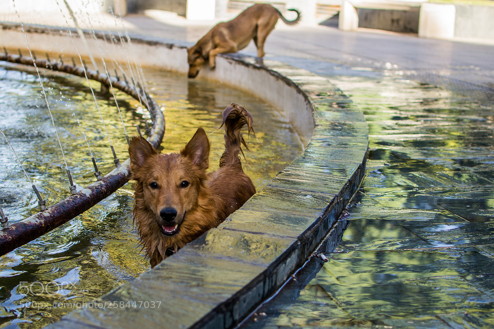 Nikon D3100 sample photo. Pool party photography
