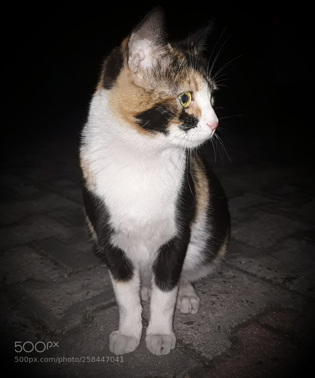 Samsung Galaxy J5 sample photo. Cat photography