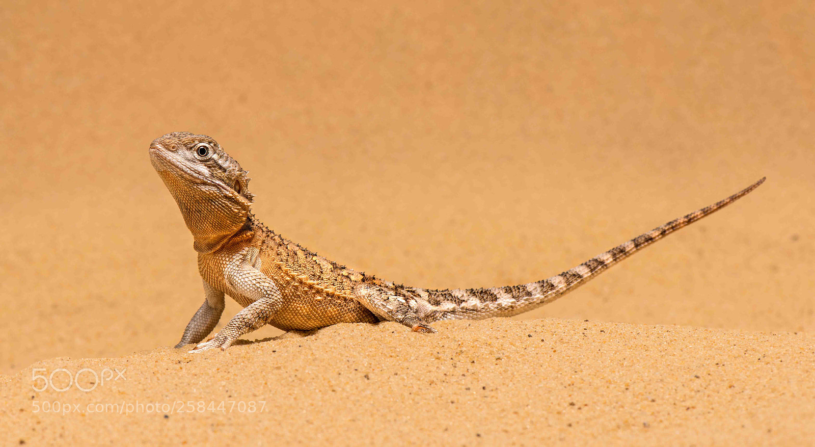 Nikon D800 sample photo. Bearded dragon photography