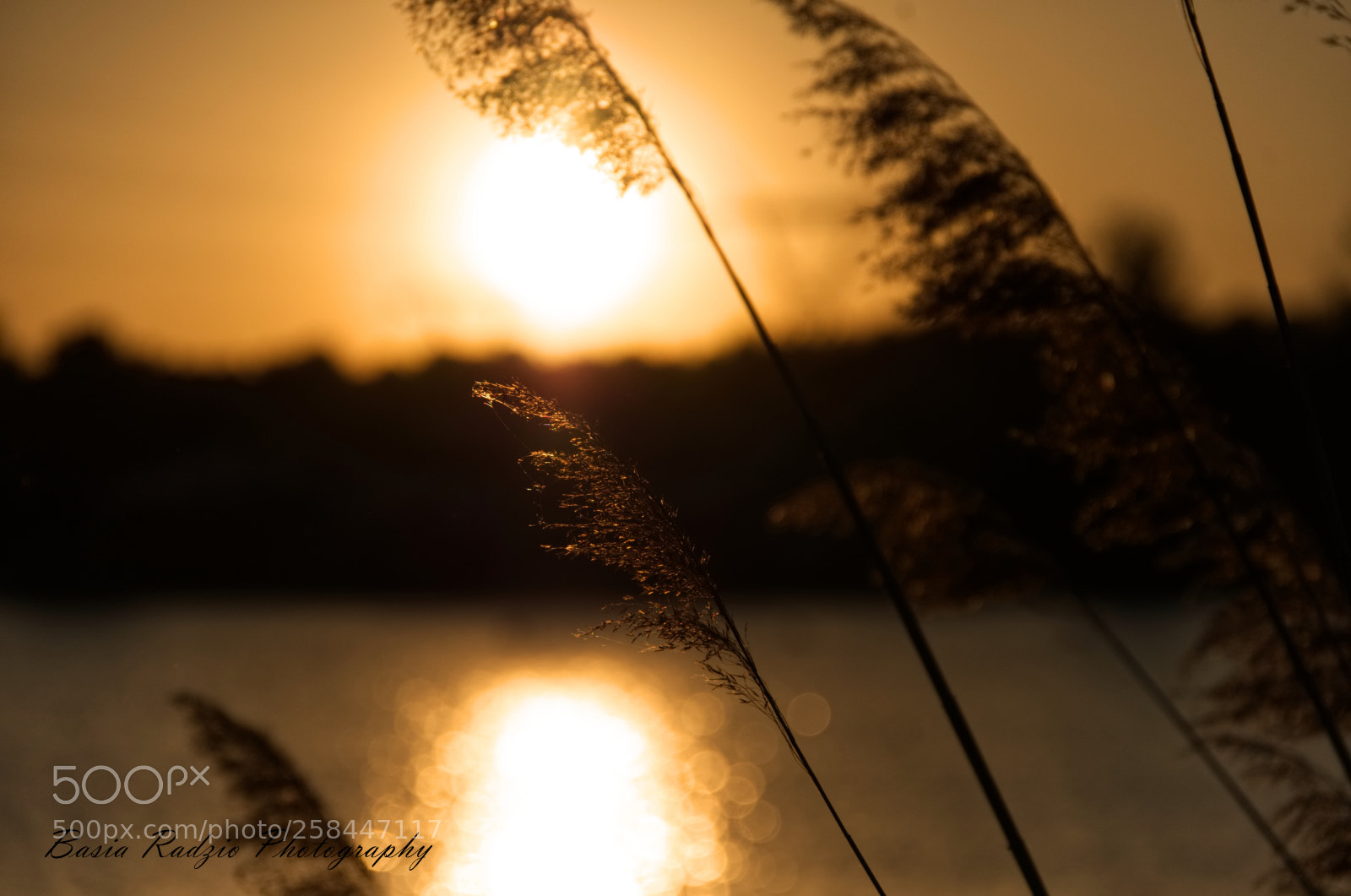 Pentax K-30 sample photo. Trzcina photography