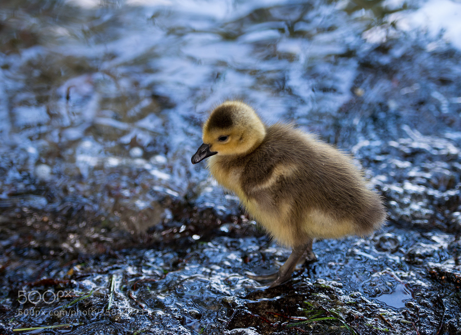 Nikon D800 sample photo. Brave or trusty gosling photography