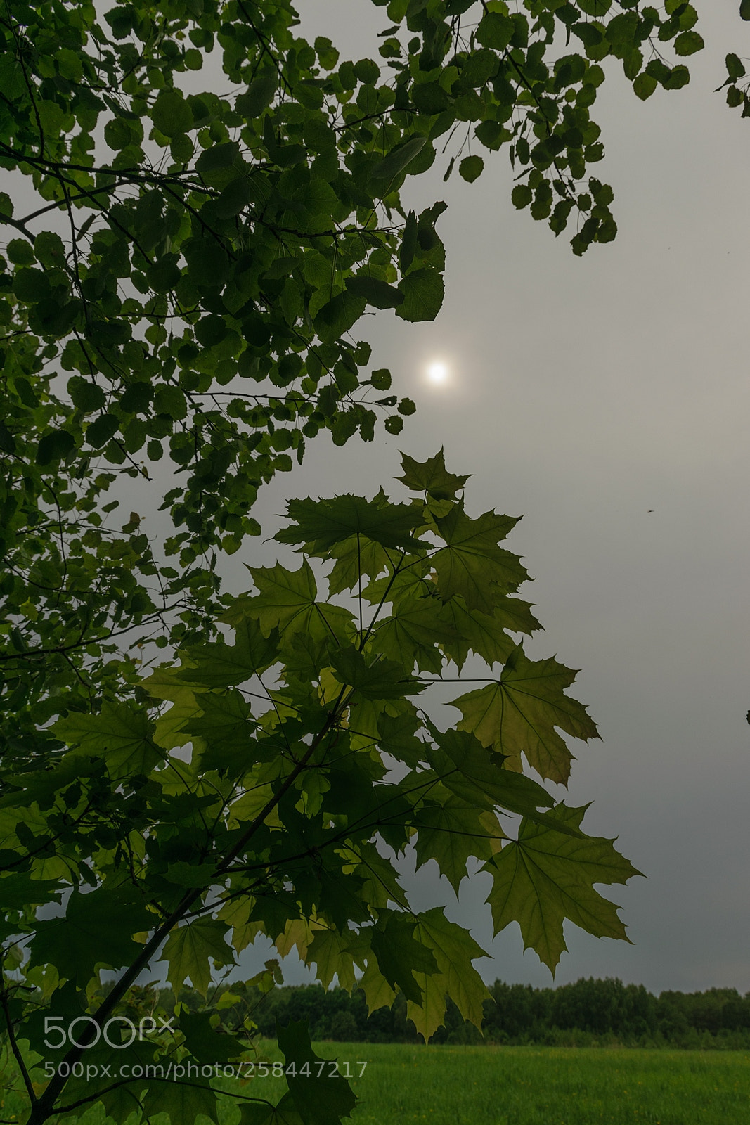 Nikon D3300 sample photo. And the sun photography