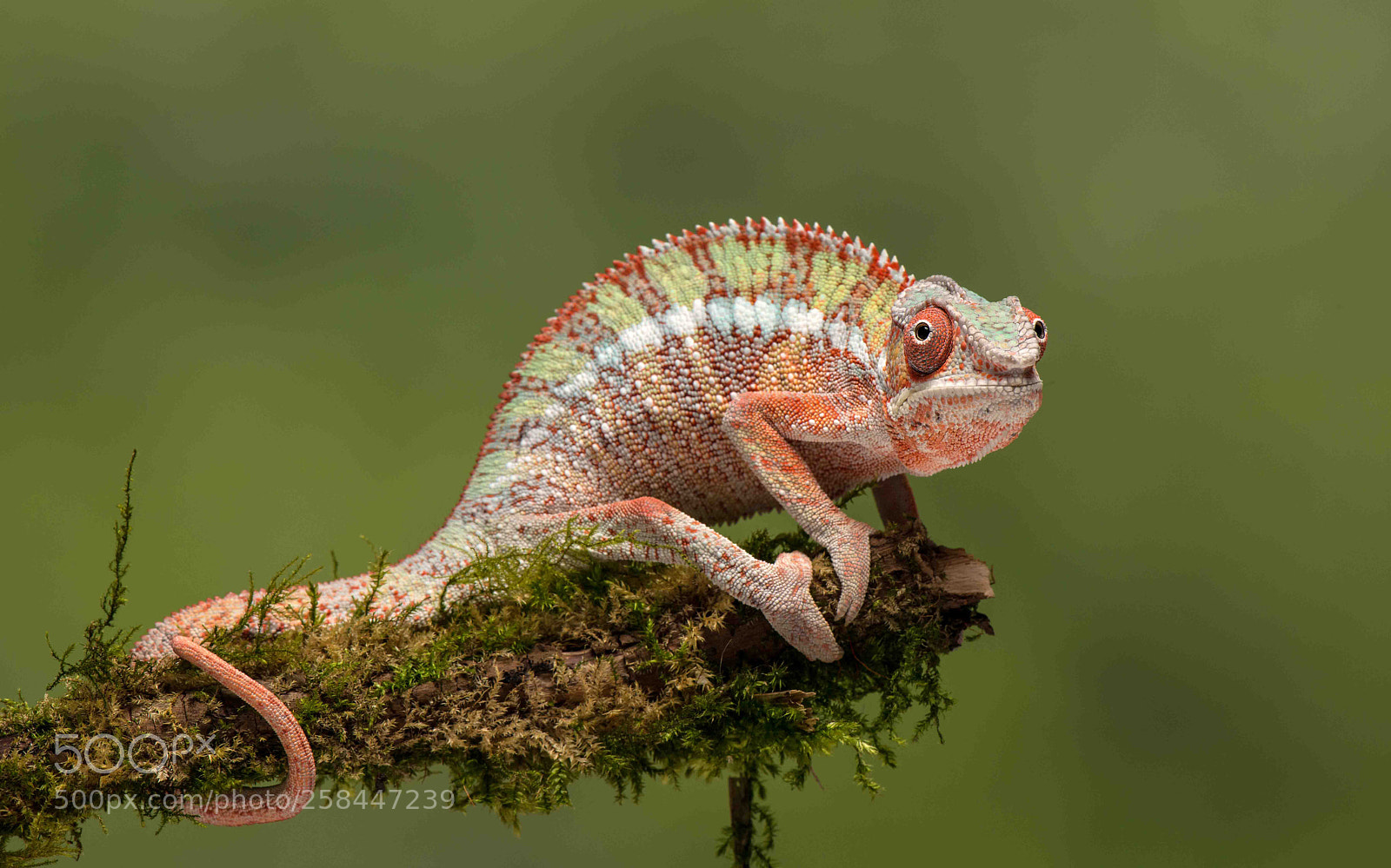 Nikon D800 sample photo. Cameleon photography