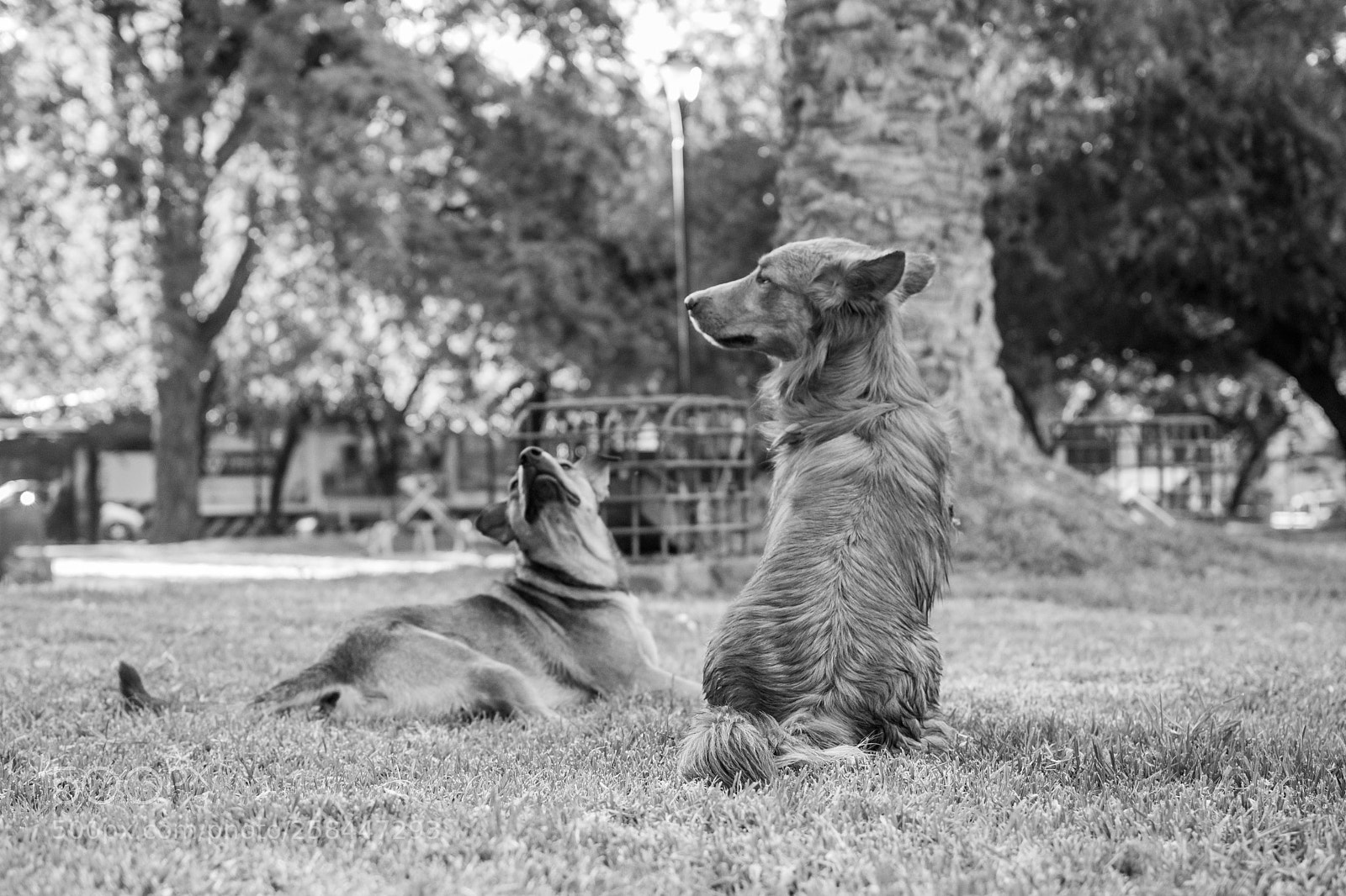 Nikon D3100 sample photo. Friends photography