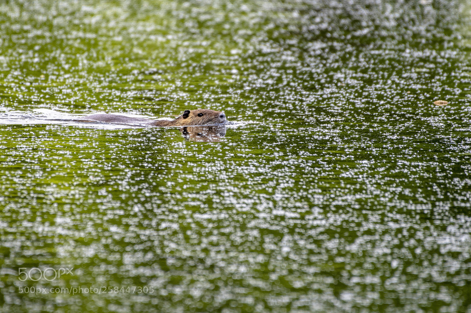 Nikon D500 sample photo. Nutria photography