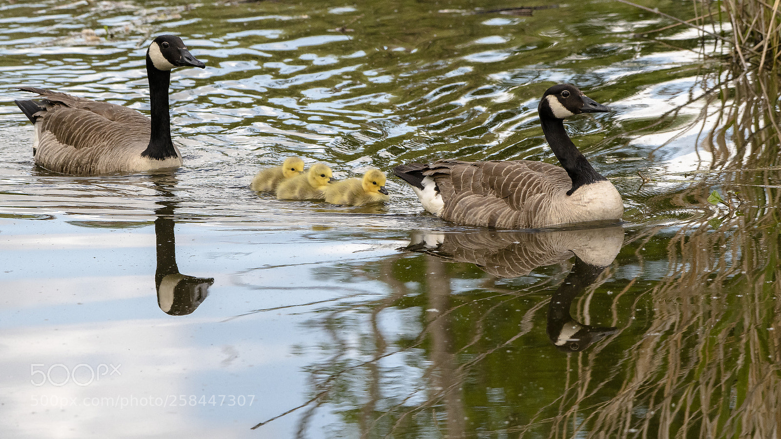 Nikon D500 sample photo. Goose family photography