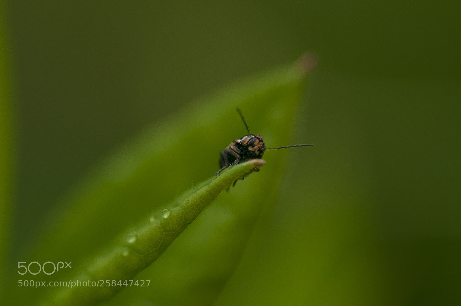 Nikon D90 sample photo. Bug in rain photography
