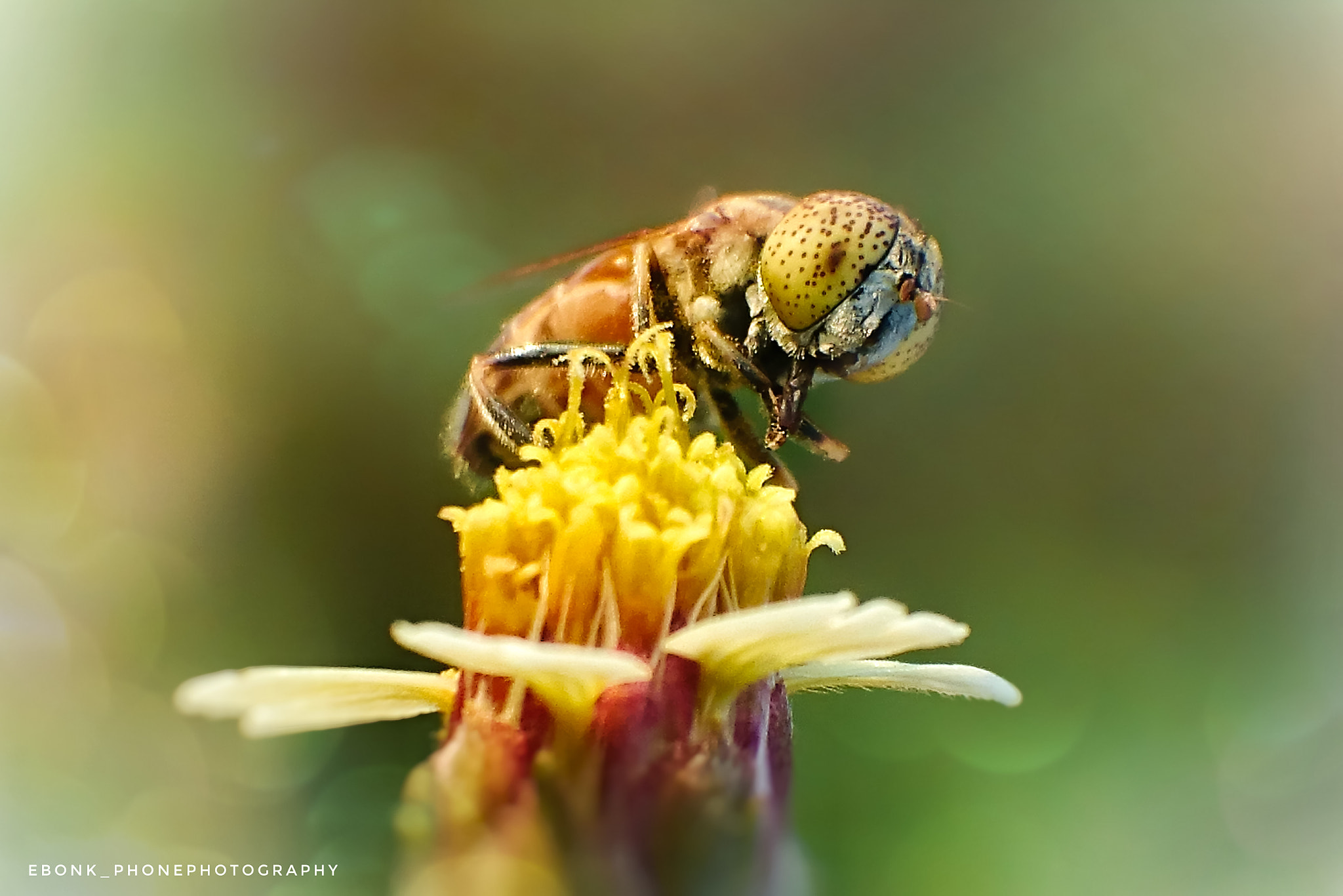 Sony Xperia Z3+ sample photo. Hoverfly photography