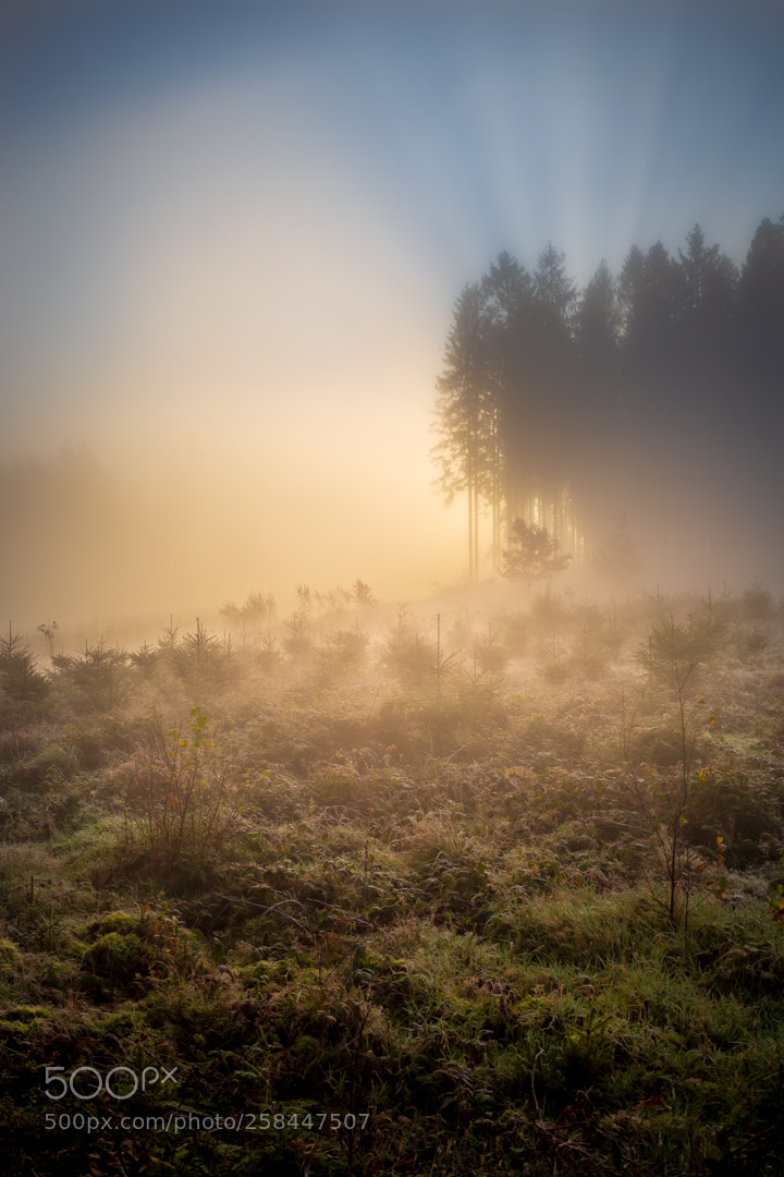 Canon EOS 6D sample photo. Sunrise in the fog photography