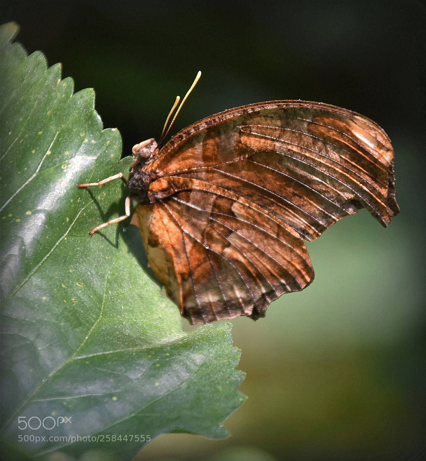 Nikon D7200 sample photo. "rosty" photography