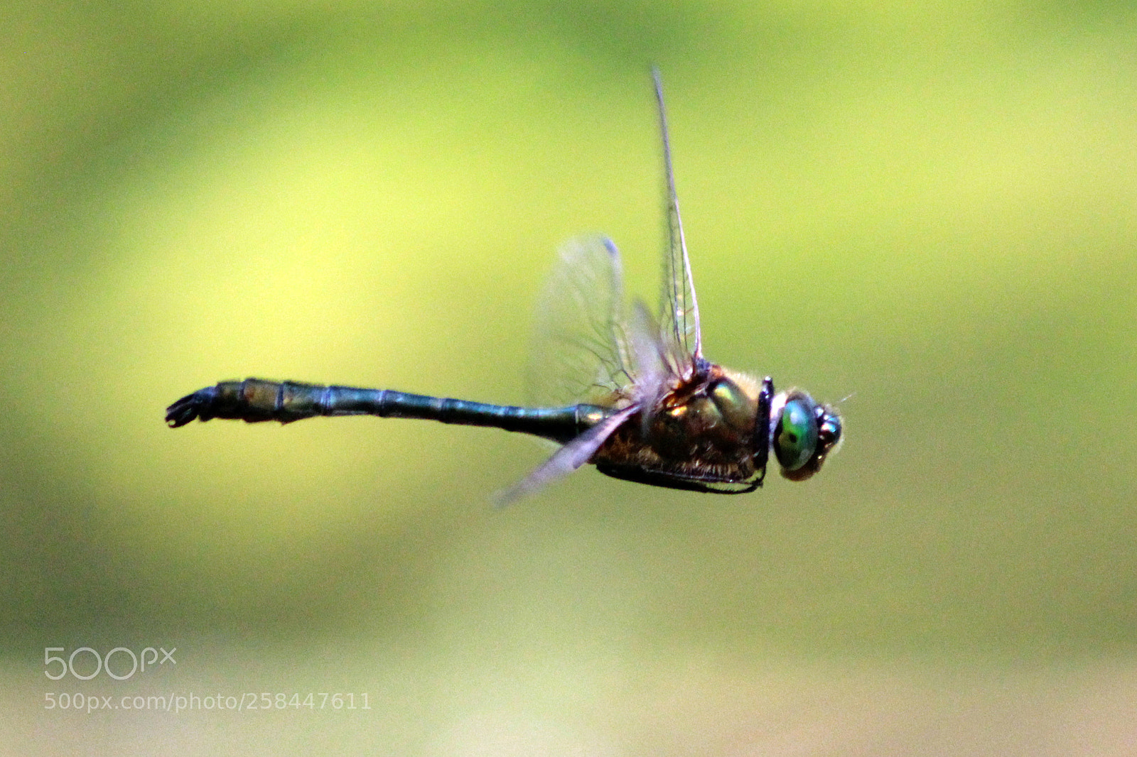 Canon EOS 600D (Rebel EOS T3i / EOS Kiss X5) sample photo. Dragonfly photography