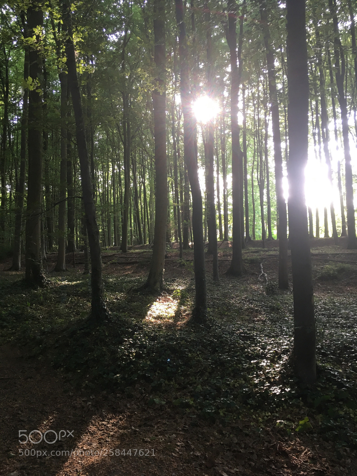Apple iPhone SE sample photo. The two suns photography