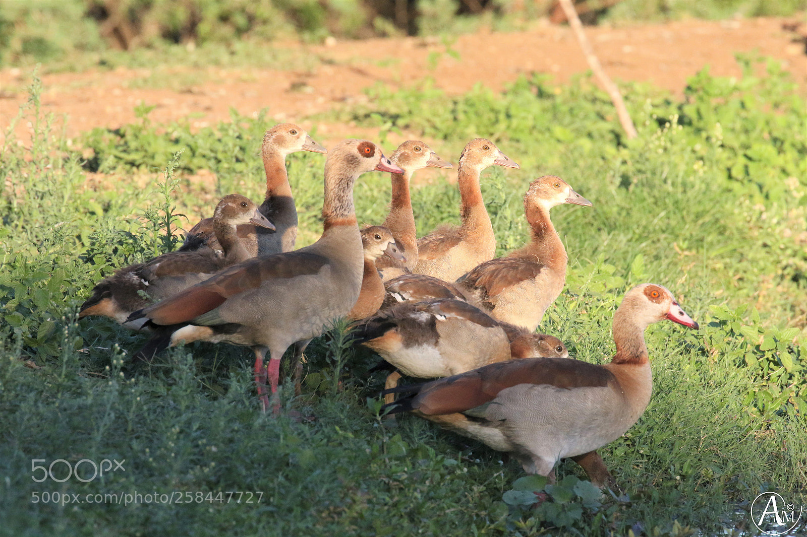 Canon EOS 7D Mark II sample photo. Egyptian geese (alopochen aegyptiaca) photography