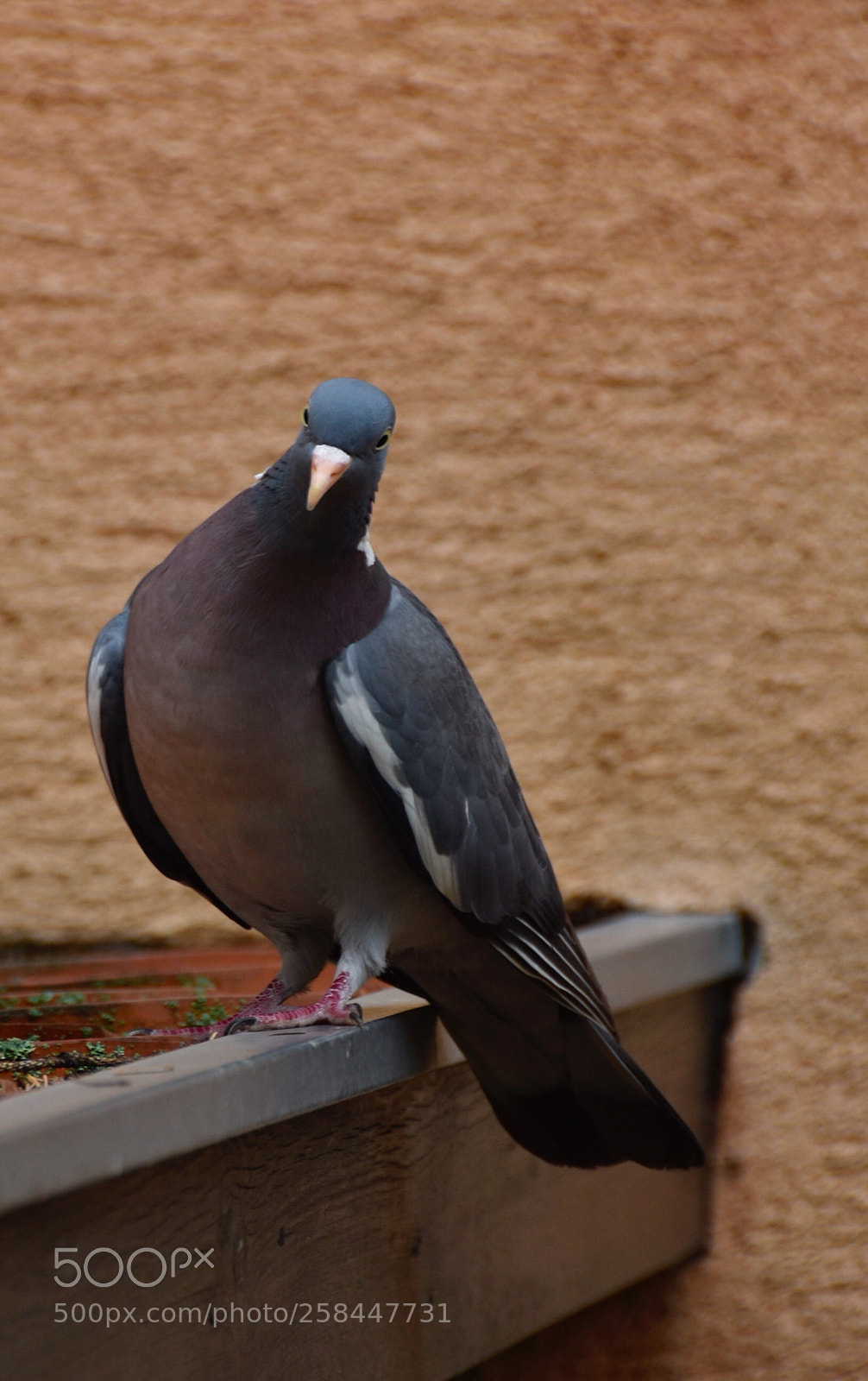 Nikon D7200 sample photo. Wood pigeon photography
