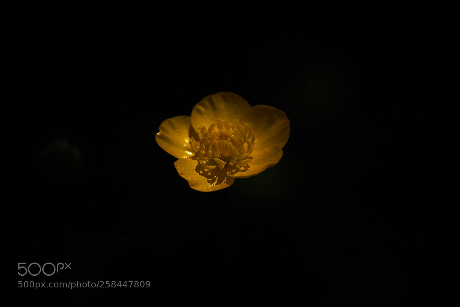 Sony a7R III sample photo. Dsc photography