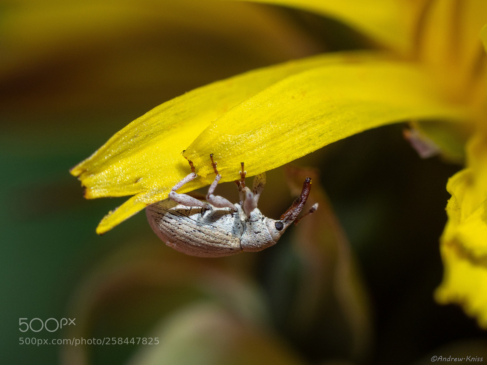 Olympus OM-D E-M5 II sample photo. Weevil on a dandelion photography