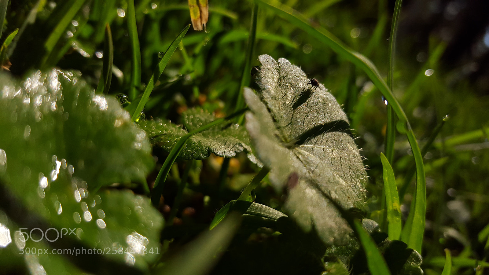 Samsung GALAXY S6 edge sample photo. Green photography