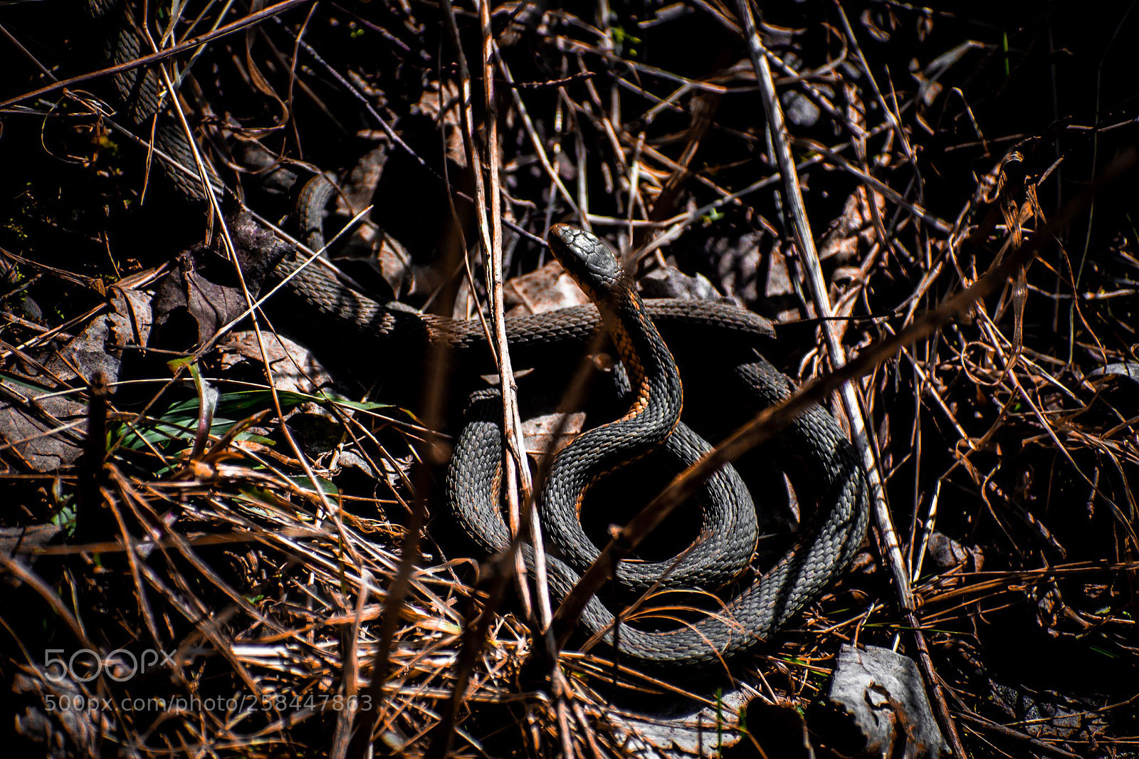 Nikon D3400 sample photo. Camouflaged snake photography