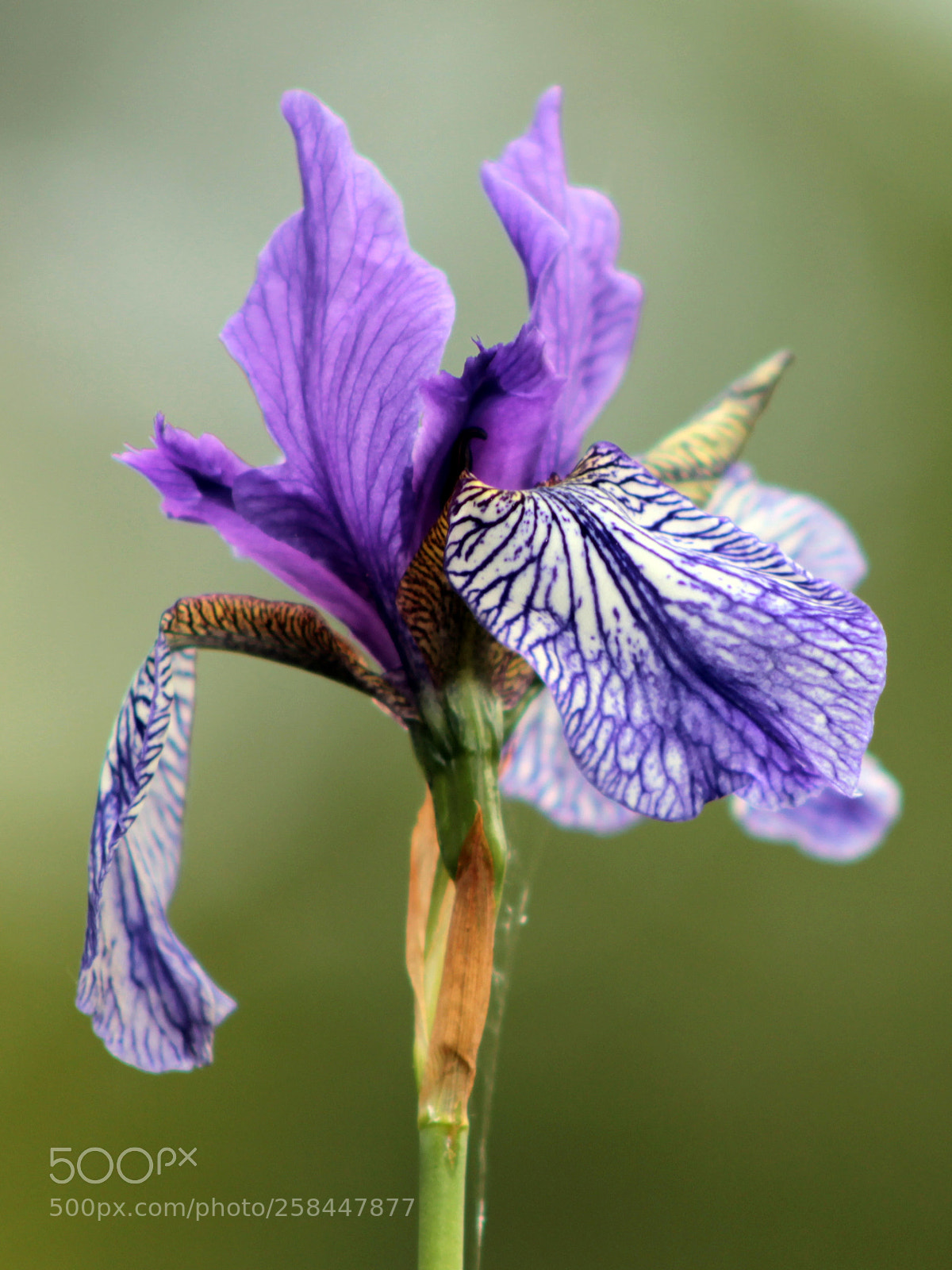 Canon EOS 600D (Rebel EOS T3i / EOS Kiss X5) sample photo. Wildflower photography