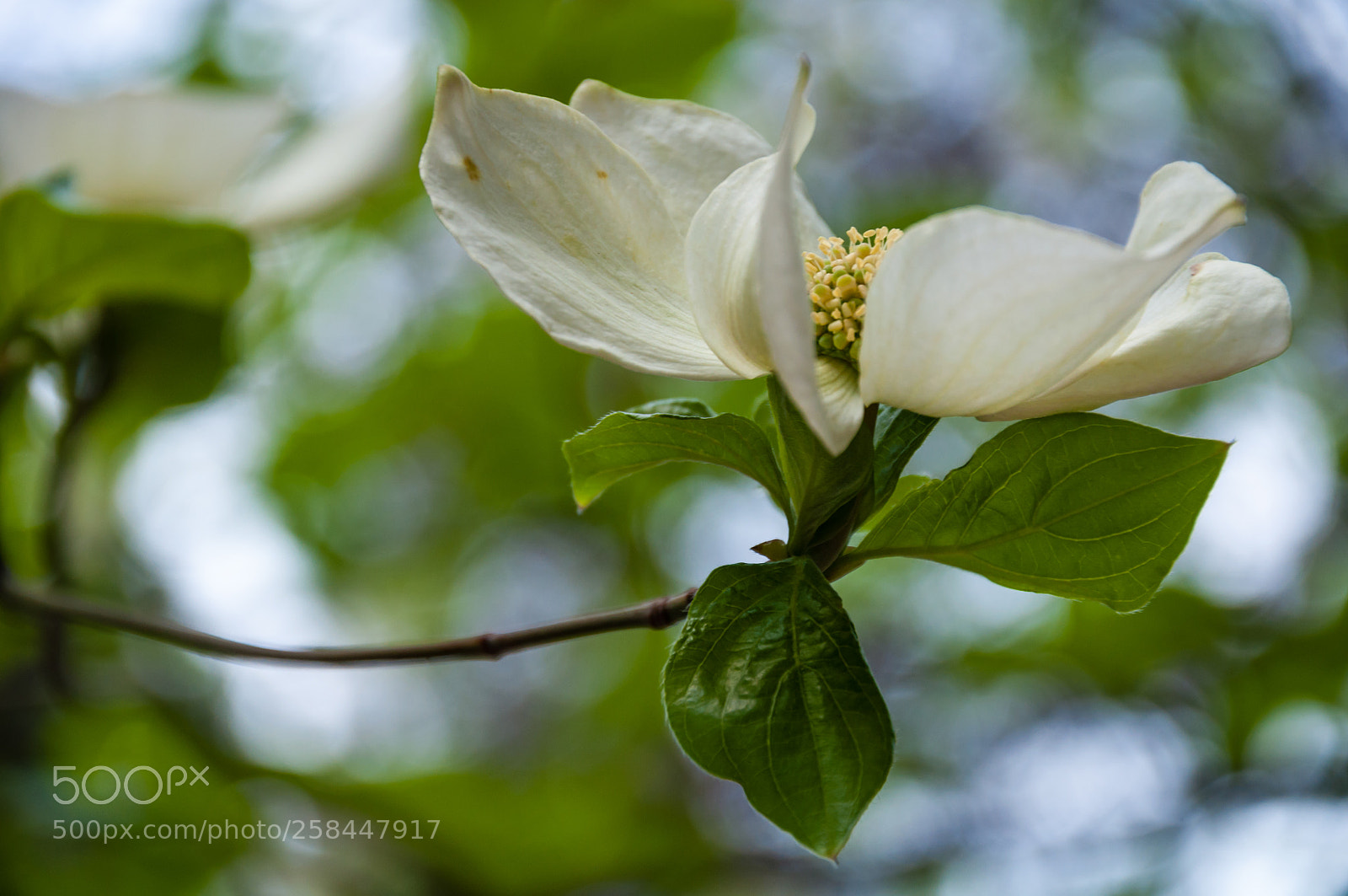 Nikon D90 sample photo. Flower bokeh photography