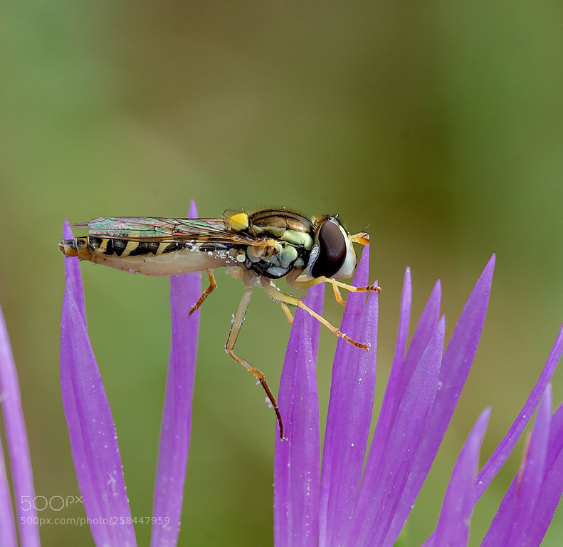 Nikon D7200 sample photo. Mosca cernidora episyrphus balteatus photography