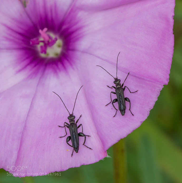 Nikon D7200 sample photo. Oedemera subulata photography