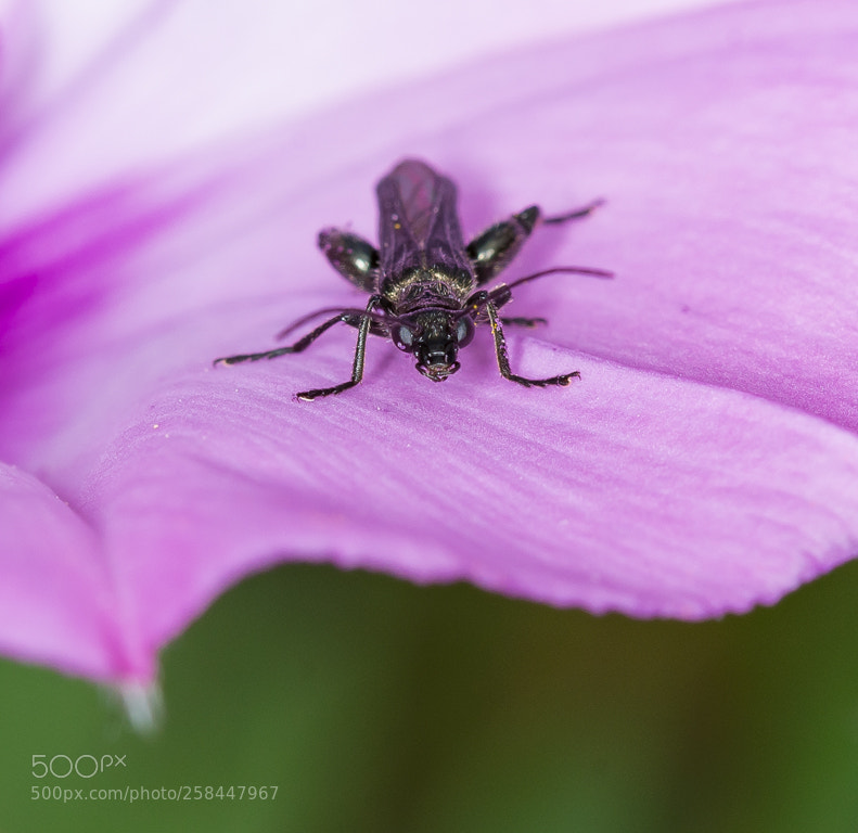 Nikon D7200 sample photo. Oedemera subulata mirant photography