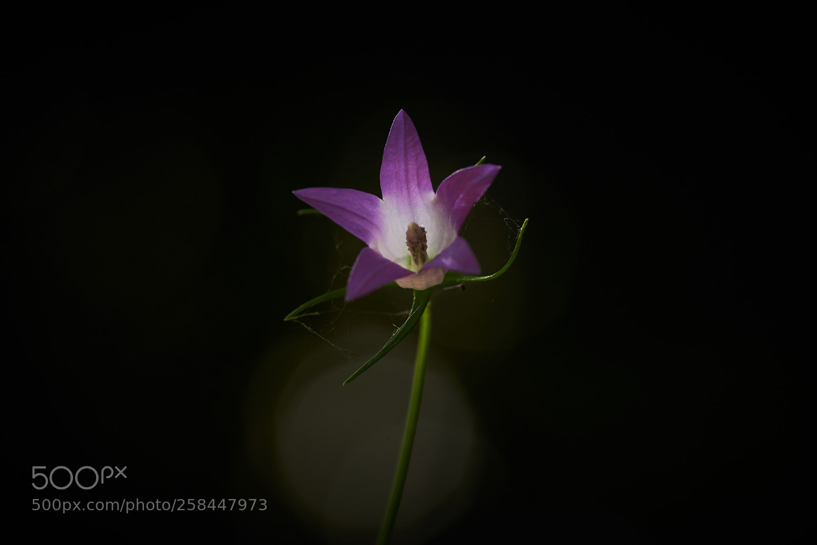 Sony a7R III sample photo. Dsc photography