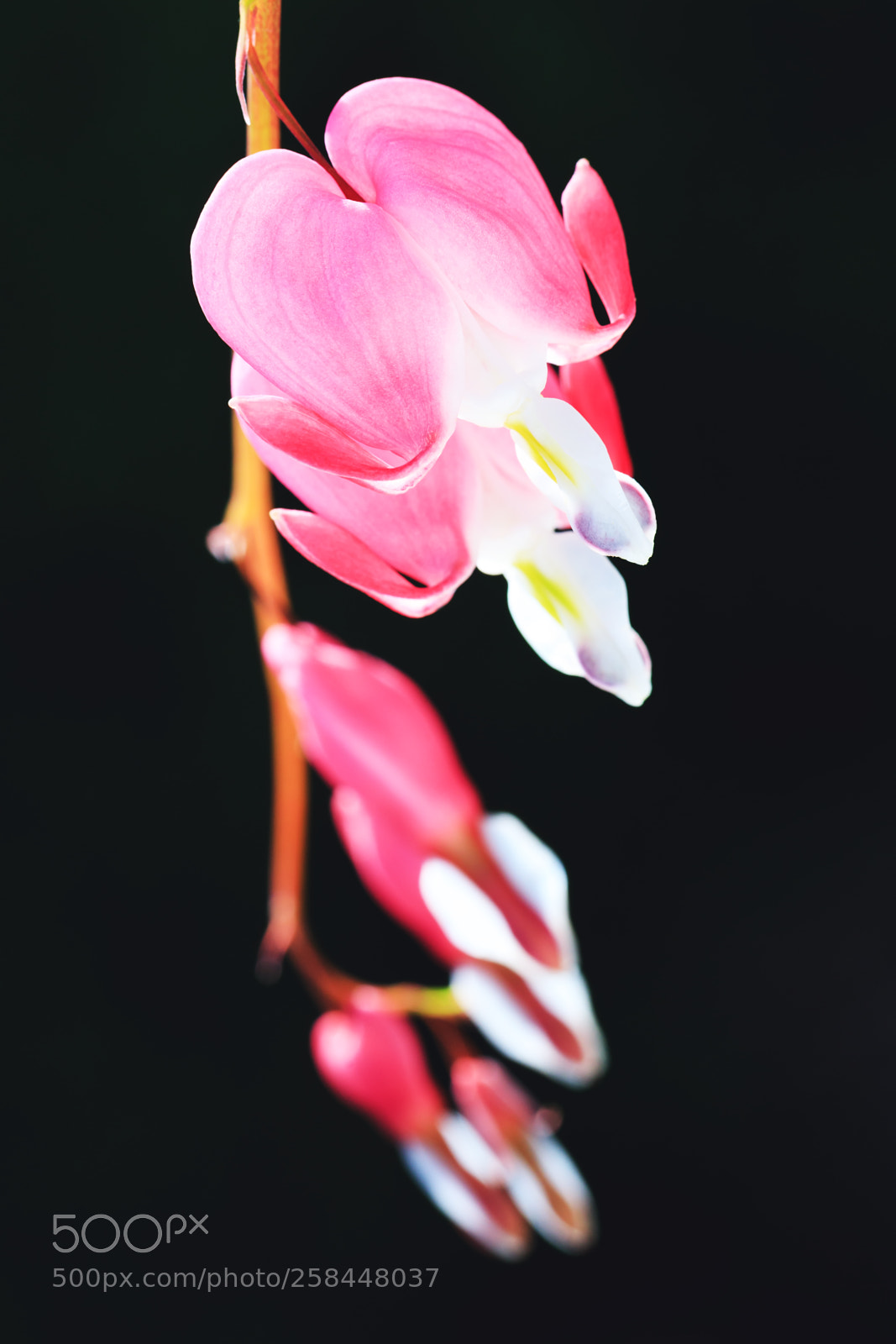 Canon EOS 5D Mark IV sample photo. Beautiful flowers of bleeding photography