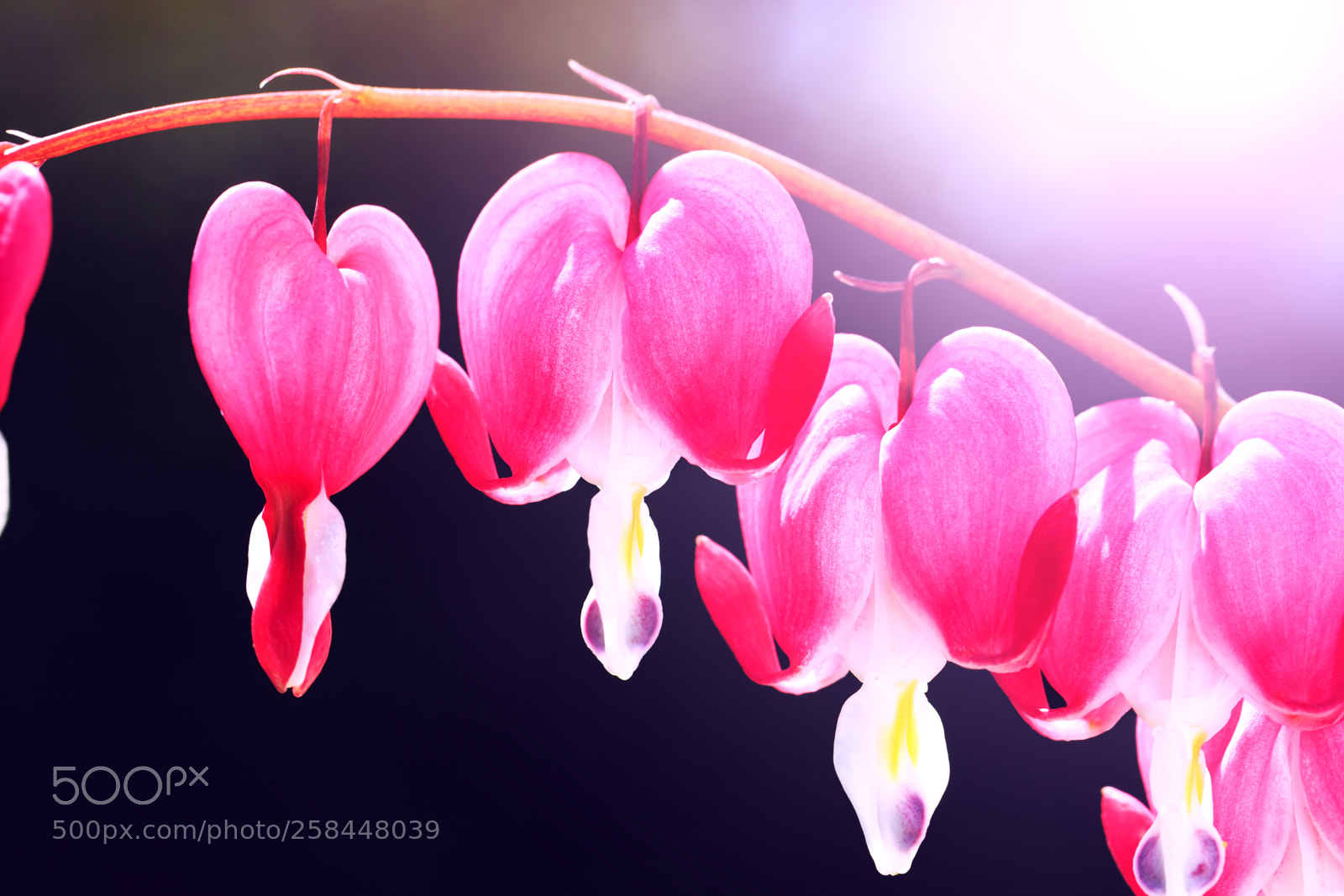 Canon EOS 5D Mark IV sample photo. Blooming bleeding heart flowers photography