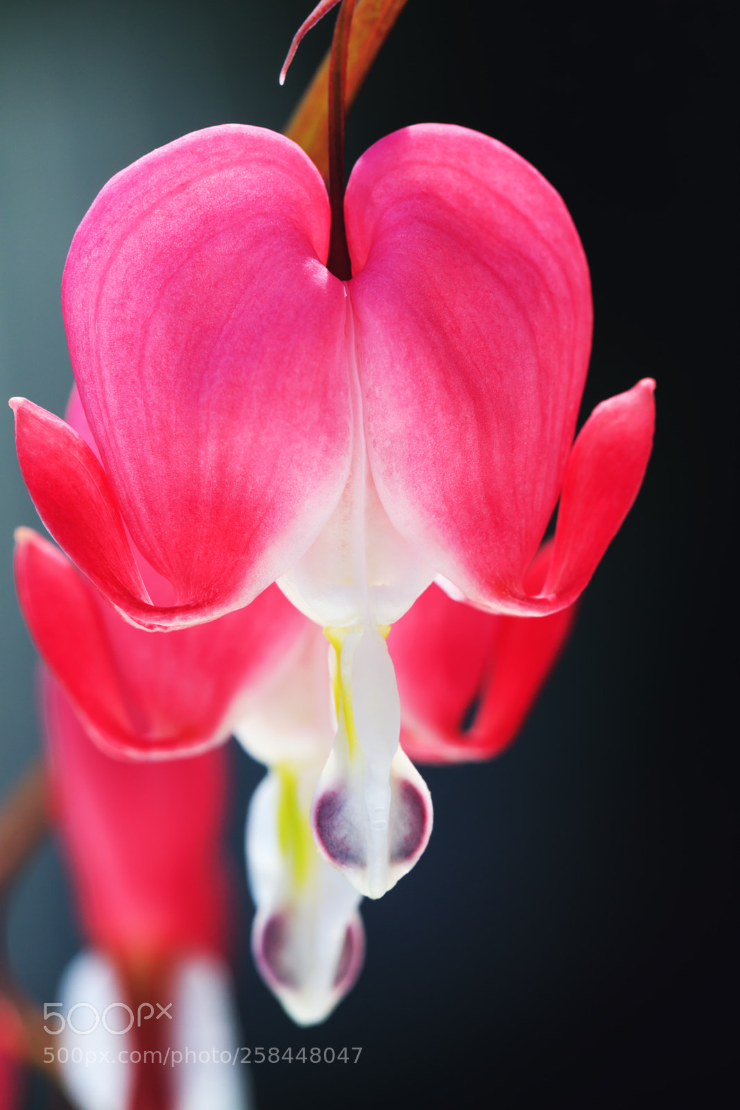 Canon EOS 5D Mark IV sample photo. Broken heart flower in photography