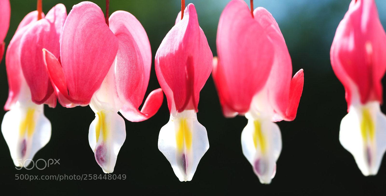 Canon EOS 5D Mark IV sample photo. Macro of bleeding heart photography
