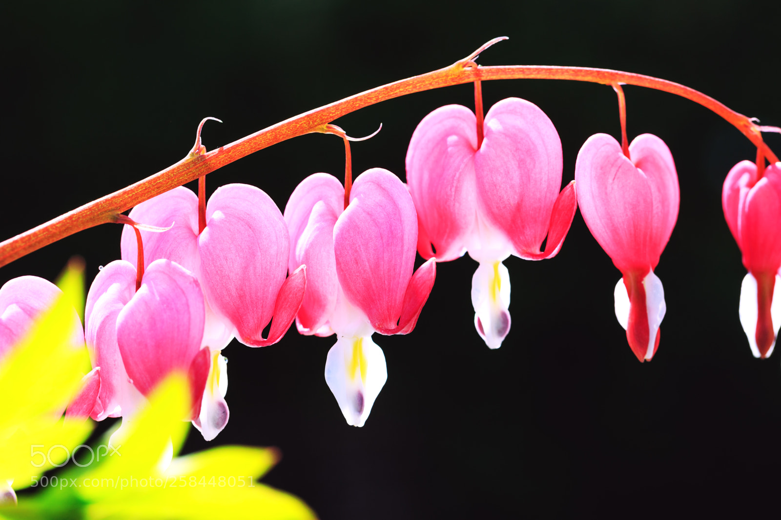 Canon EOS 5D Mark IV sample photo. Pacific bleeding heart. dicentra photography