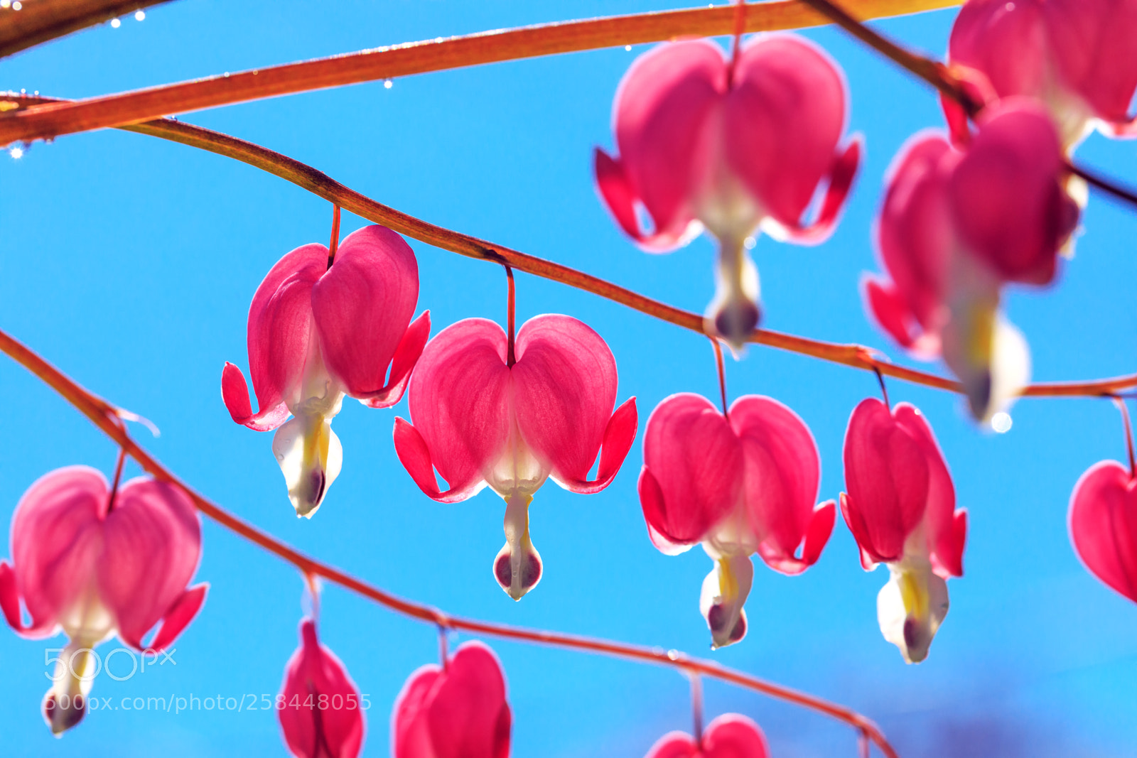 Canon EOS 5D Mark IV sample photo. Pink bleeding heart flowers photography
