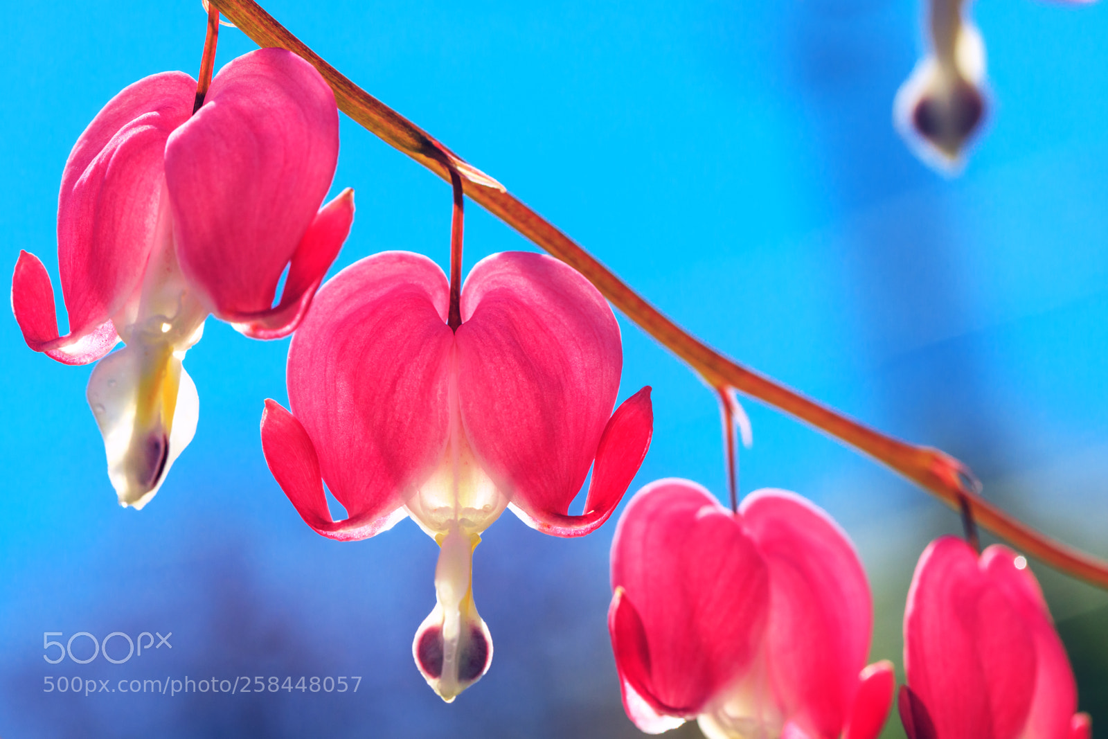Canon EOS 5D Mark IV sample photo. The heart shaped pink photography