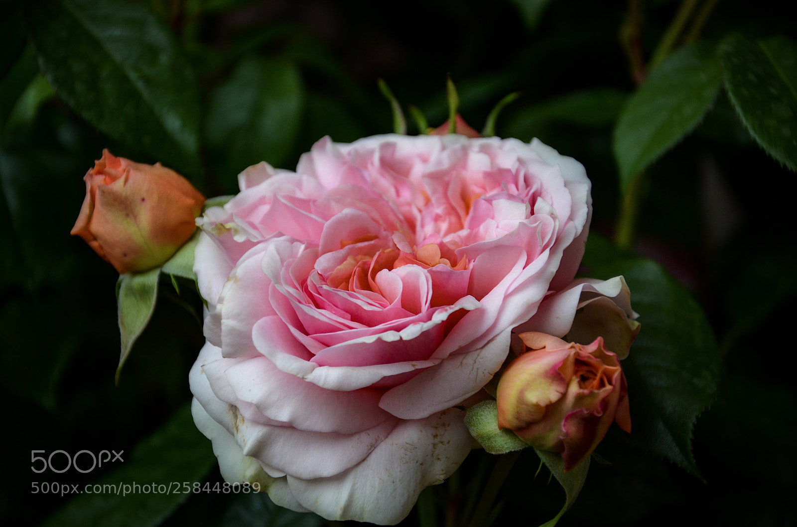 Nikon D7000 sample photo. Rose** photography