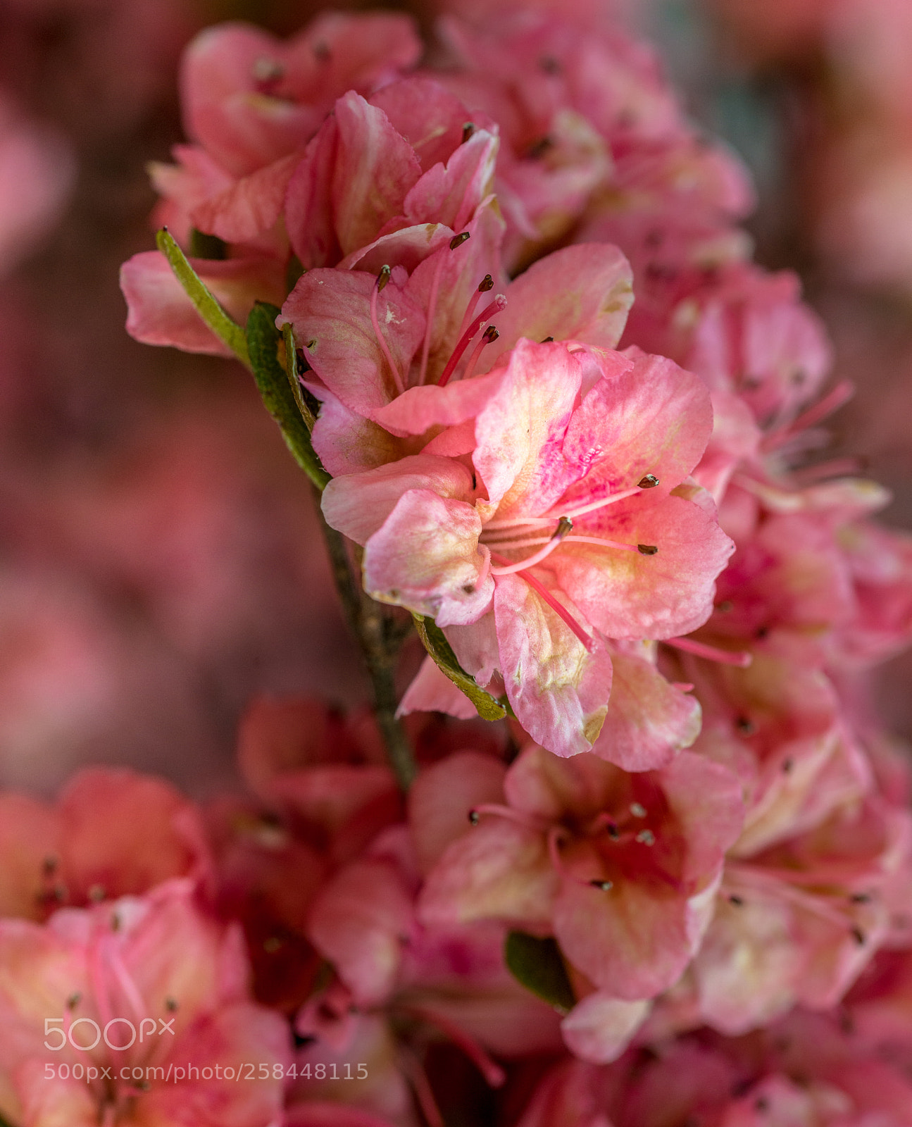 Nikon D800 sample photo. Spring photography