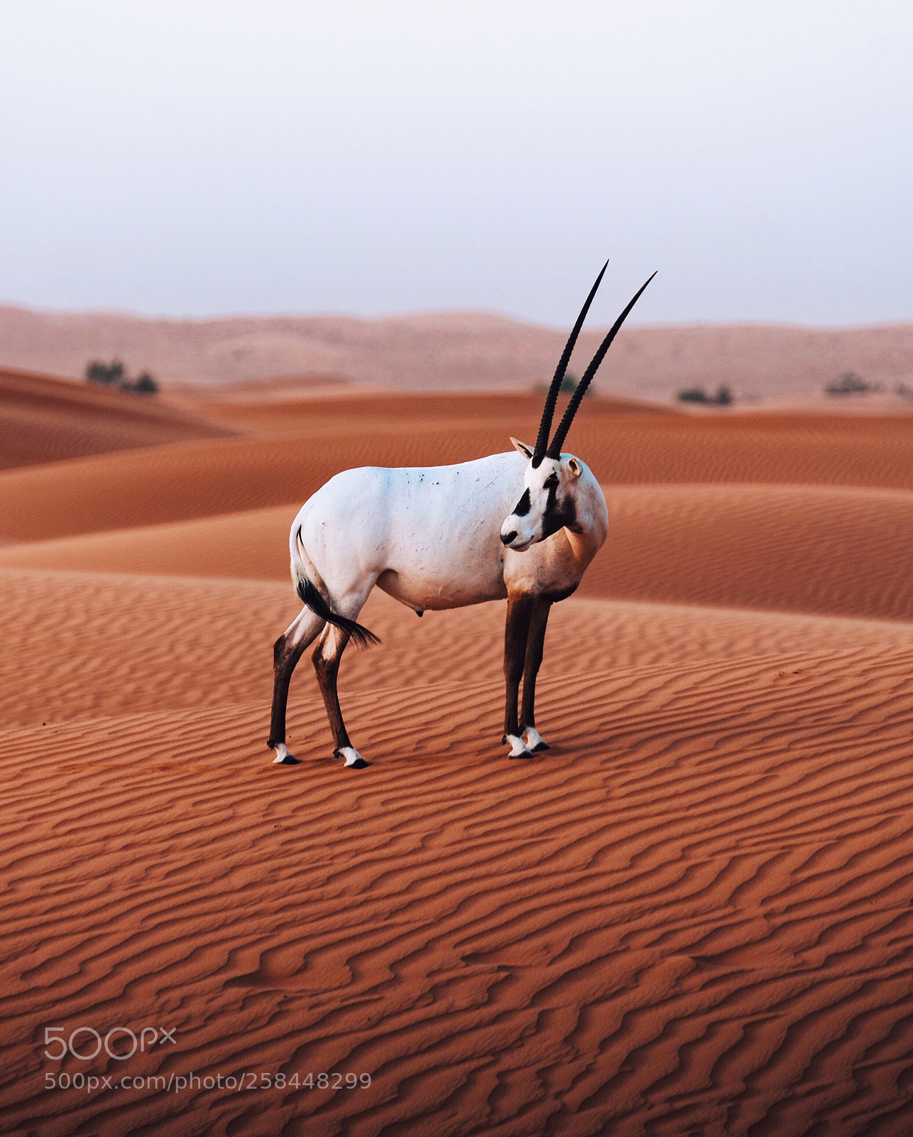 Sony a7R III sample photo. King of the desert. photography