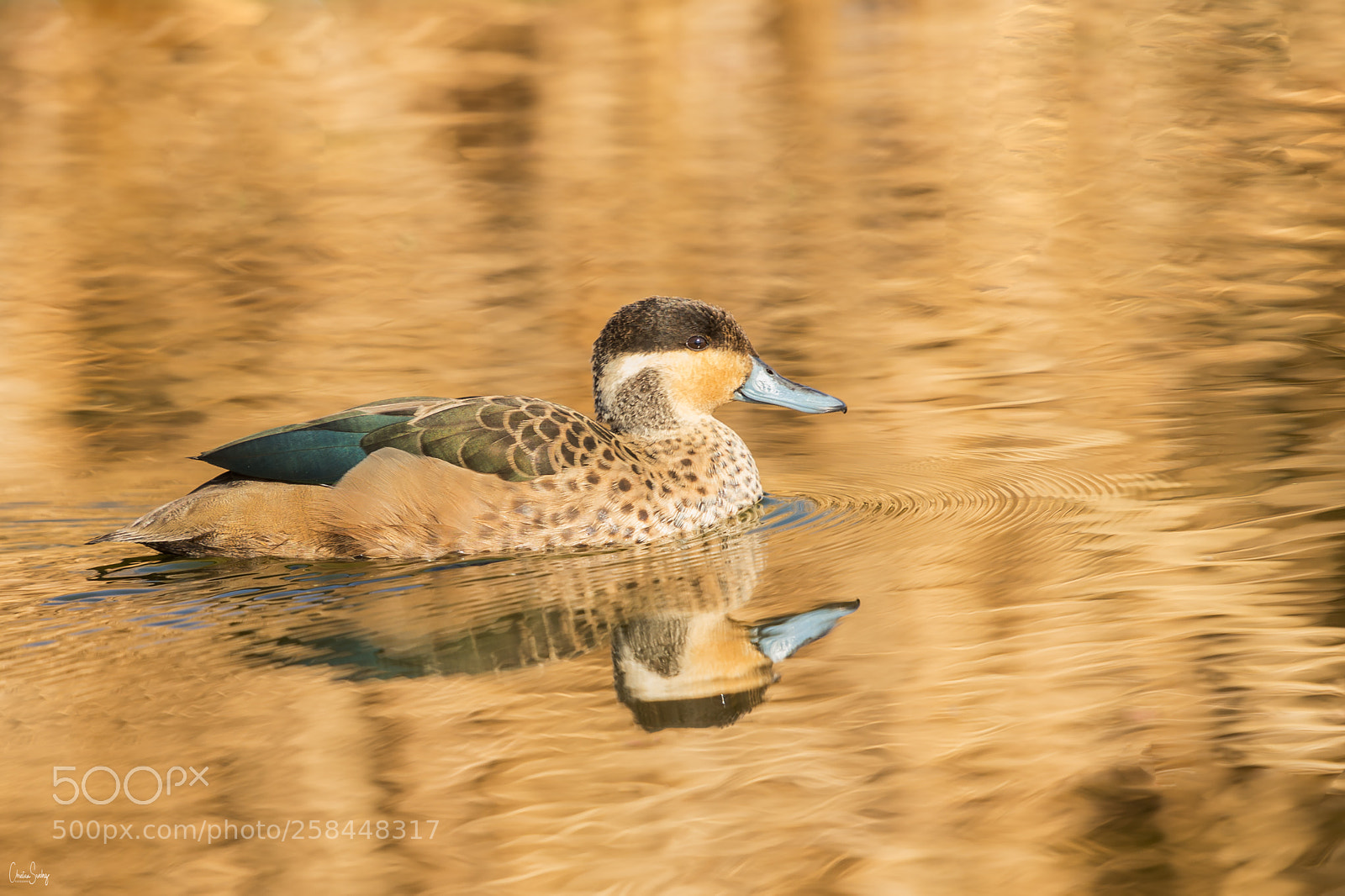 Nikon D4 sample photo. Hottentot teal photography