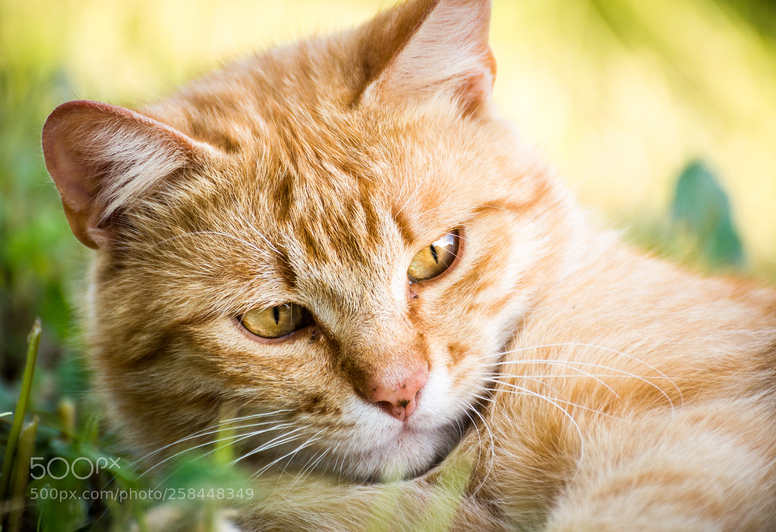 Nikon D3200 sample photo. The cat photography
