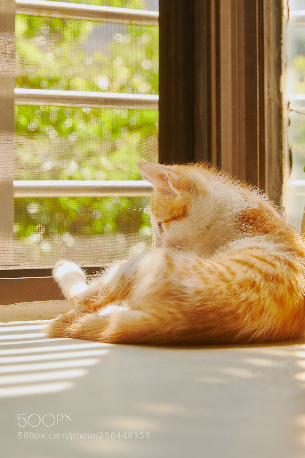 Canon EOS 5D Mark IV sample photo. Cat with sunset. photography