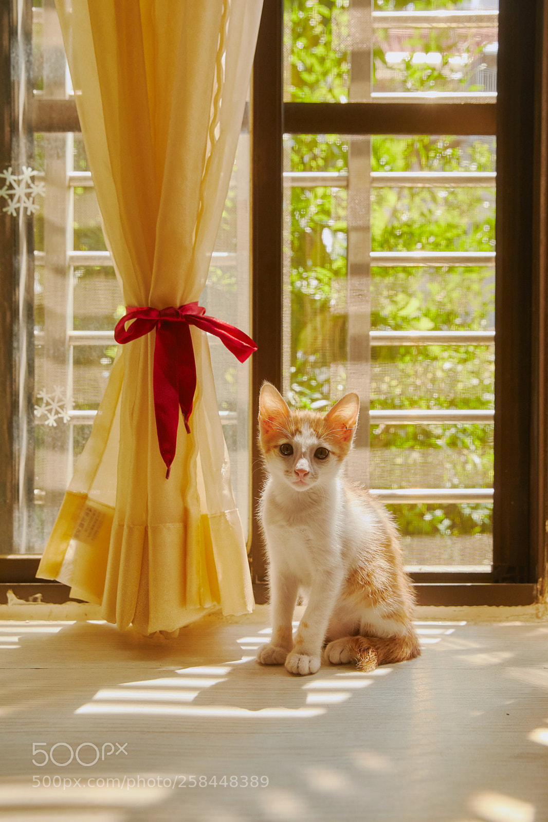 Canon EOS 5D Mark IV sample photo. Cat with sunset. photography