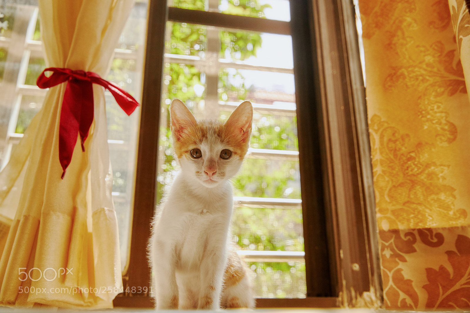 Canon EOS 5D Mark IV sample photo. Cat with sunset. photography