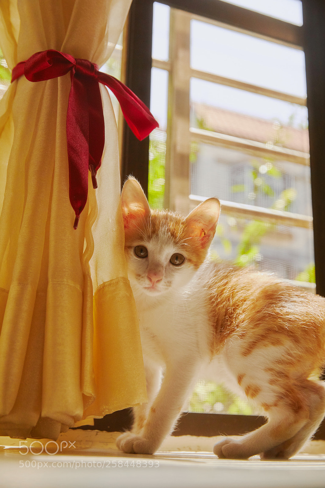 Canon EOS 5D Mark IV sample photo. Cat with sunset. photography