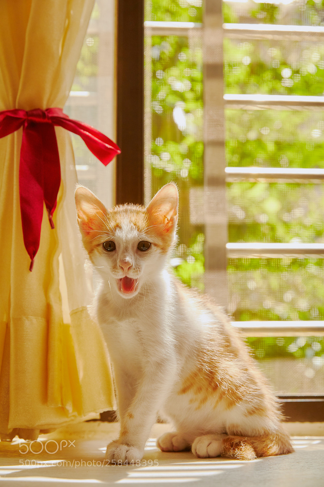 Canon EOS 5D Mark IV sample photo. Cat with sunset. photography