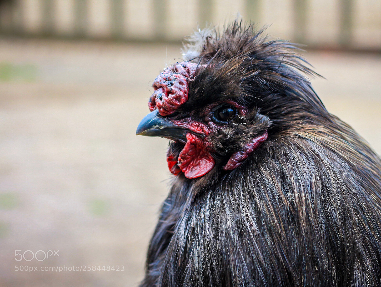 Canon EOS 650D (EOS Rebel T4i / EOS Kiss X6i) sample photo. Portrait of a chicken photography